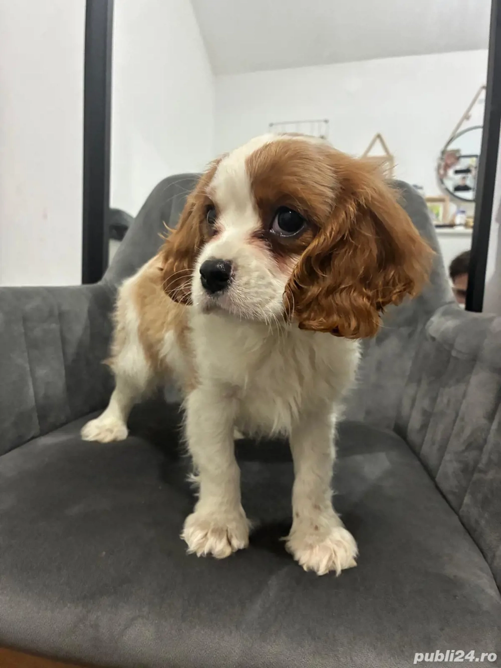 Diponibil cățel King Charles