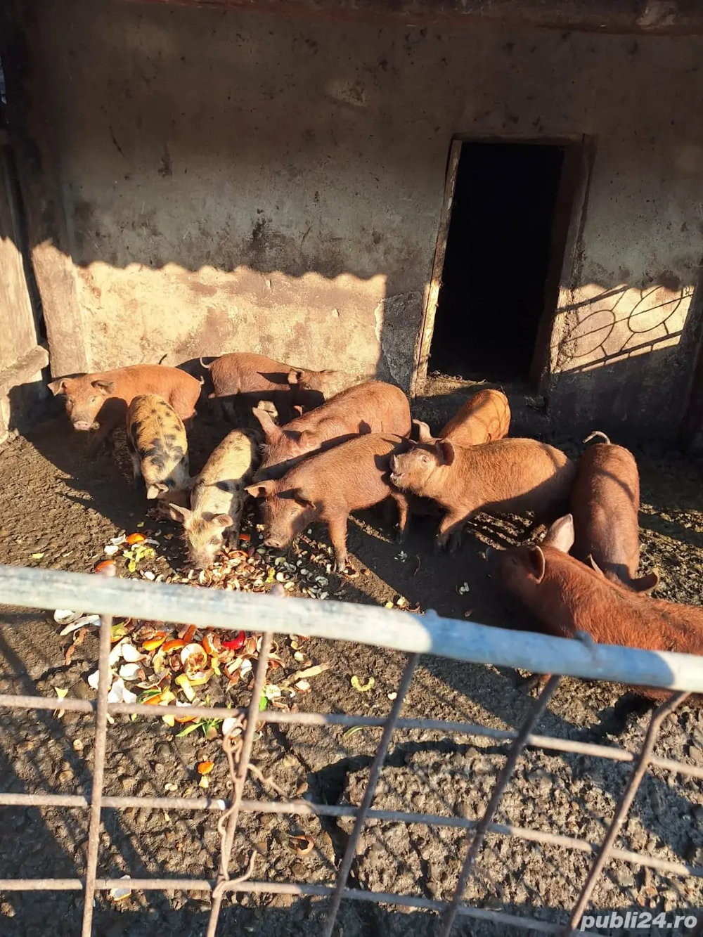 Vând purcei de carne 