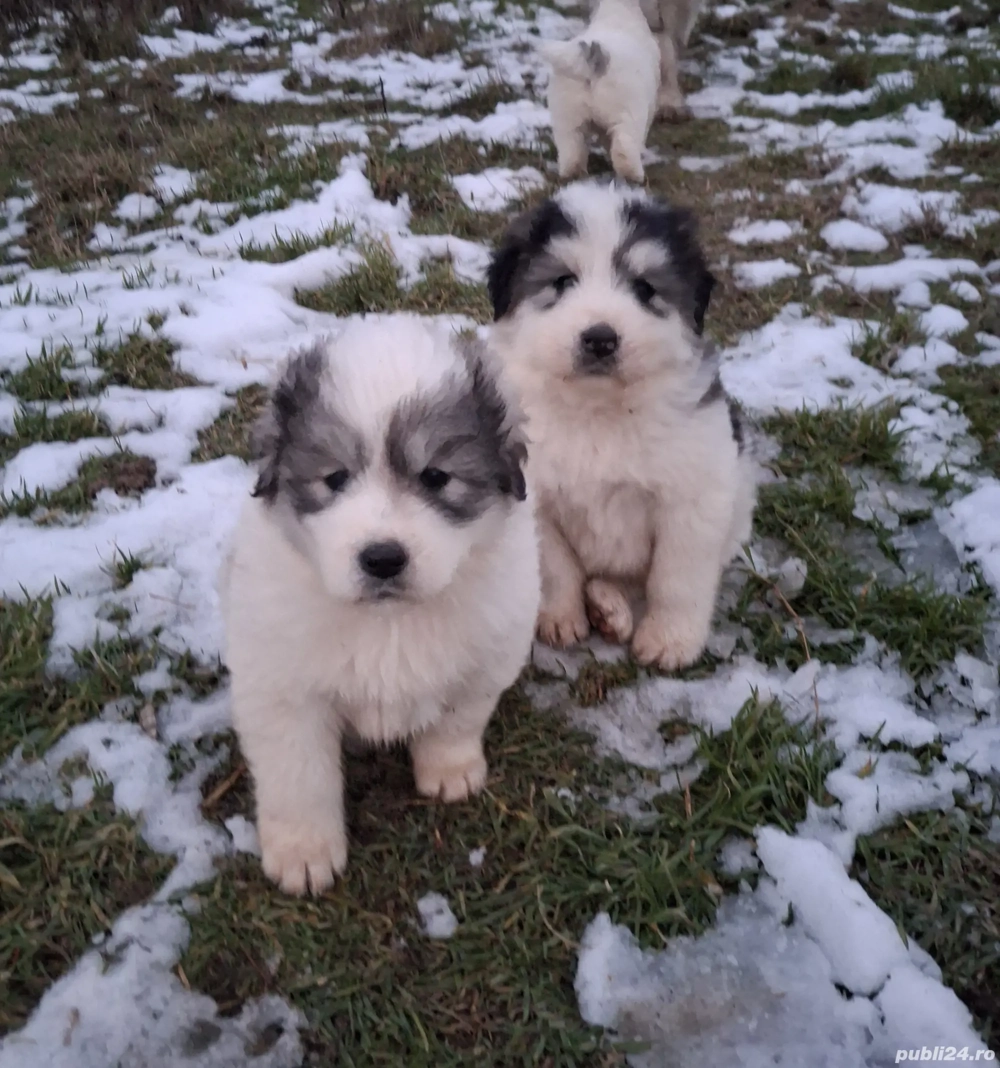 Căței mioritici de vânzare 