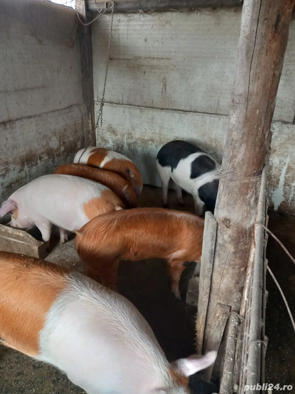 Vand porci carne 100-130 kg