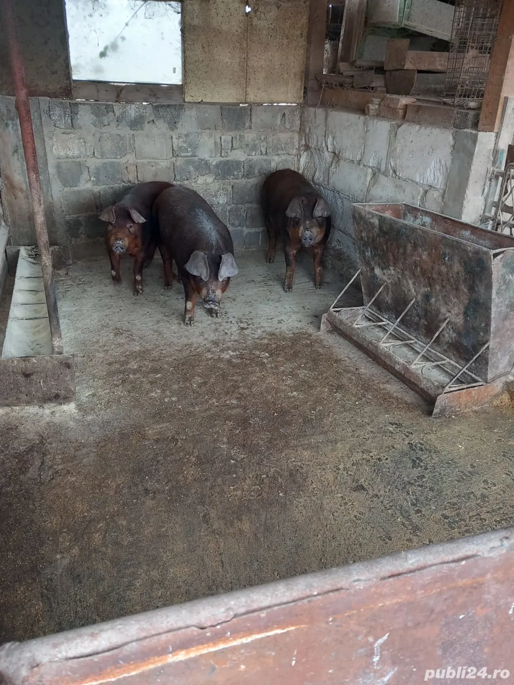 Vand porci carne 100-130 kg