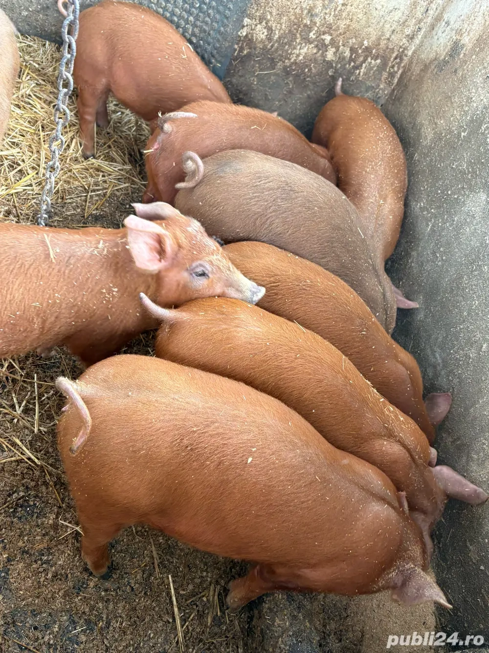 Purcei Duroc 