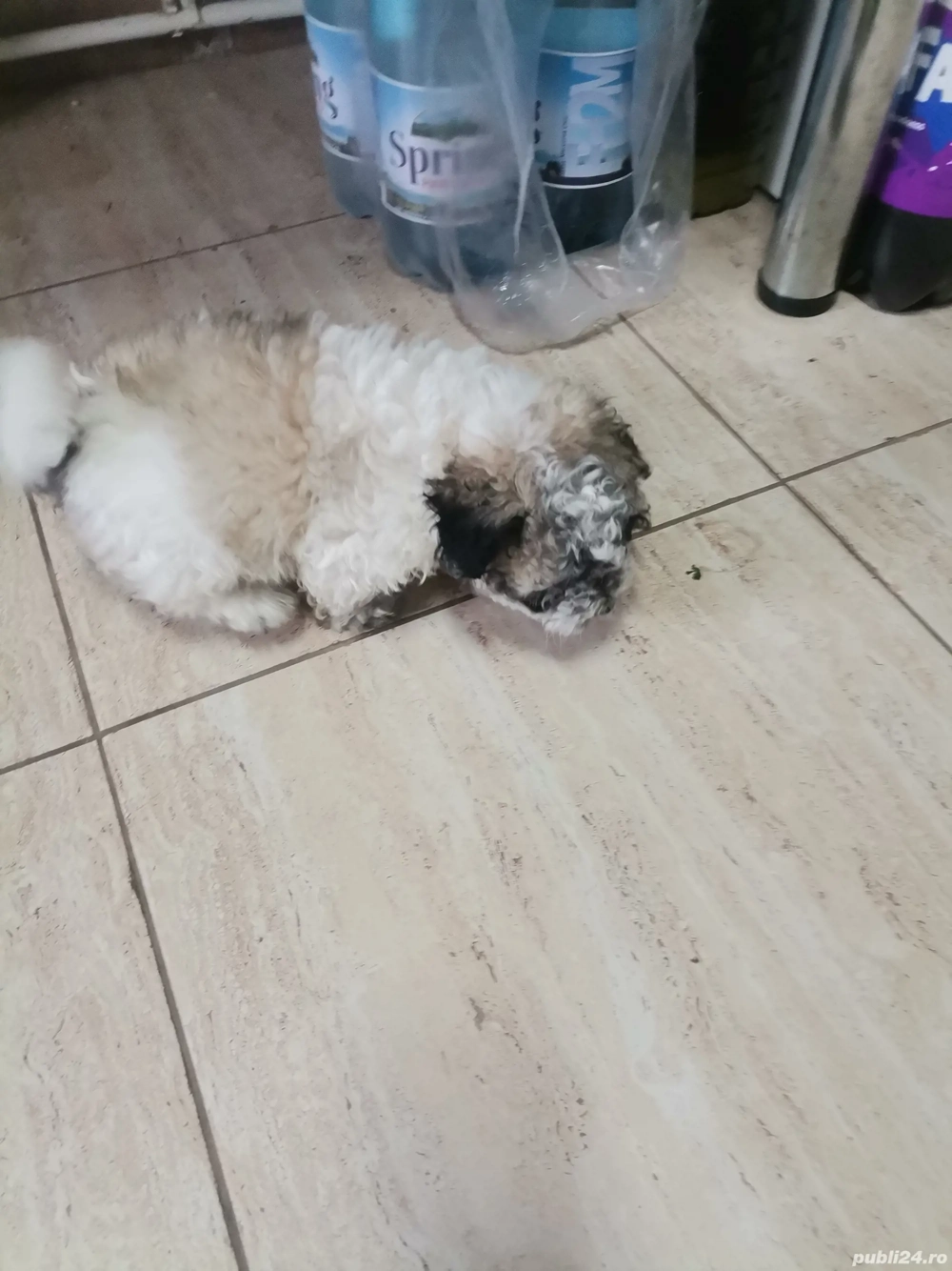 De vânzare bishon 8 sapt