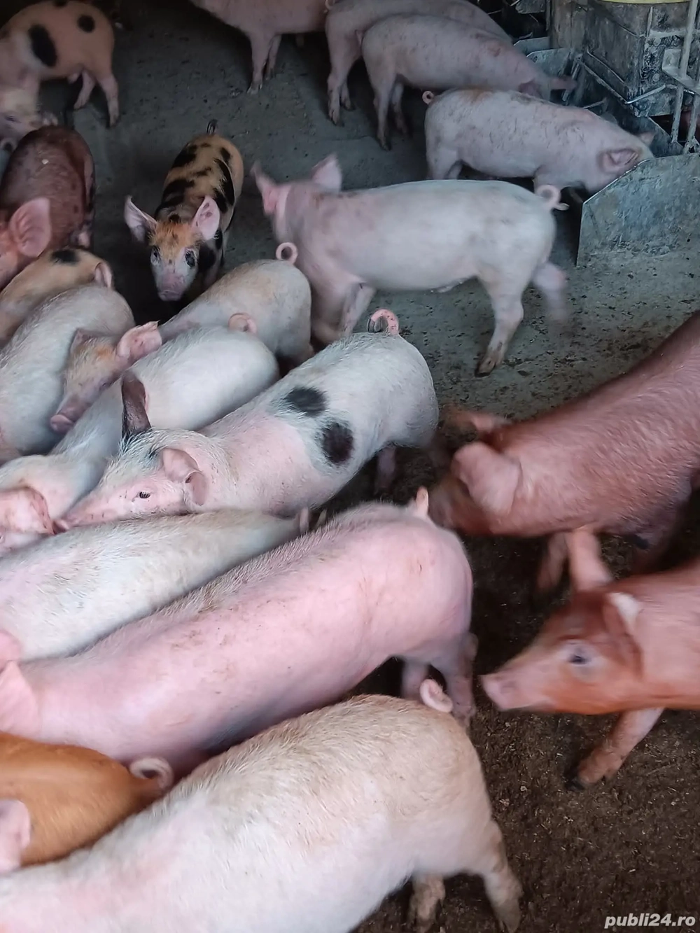 purcei de vânzare 