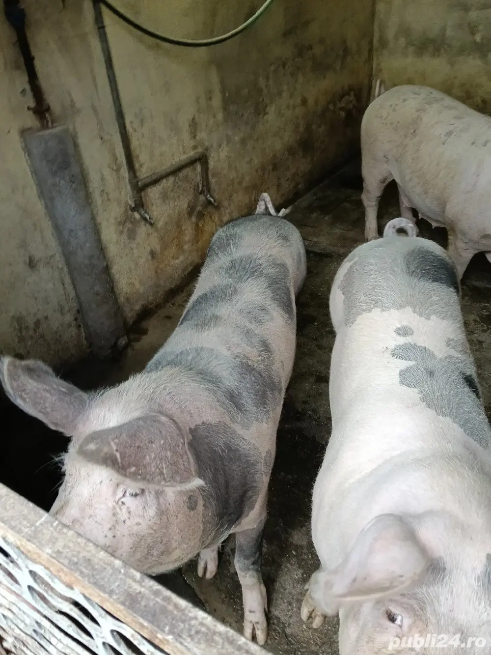 vind porci  in greutate de 170  de kg 