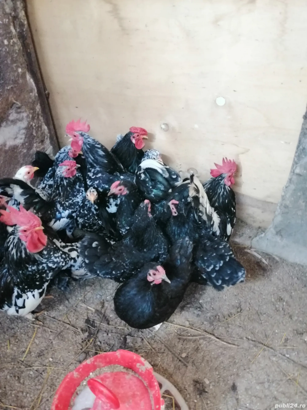 Gaini americane pitice