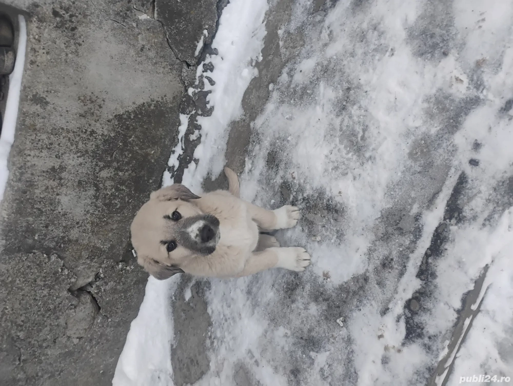 Vând cățel ciobănesc 