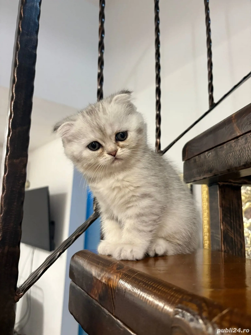 Pisicuta British schorthair tabby silver 