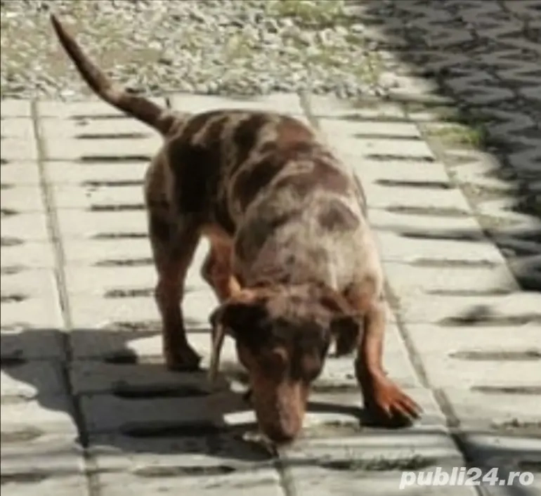 Teckel pitic arlequin masculin cauta perechea 