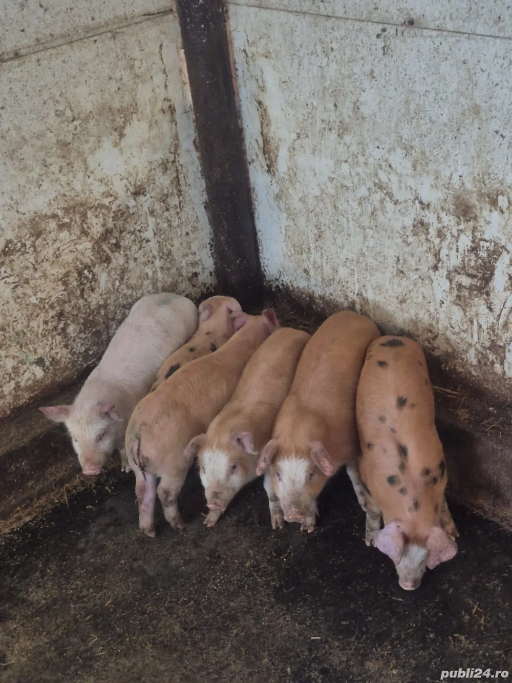 9 săptămâni Duroc cu marele alb prețul este pe bucata 