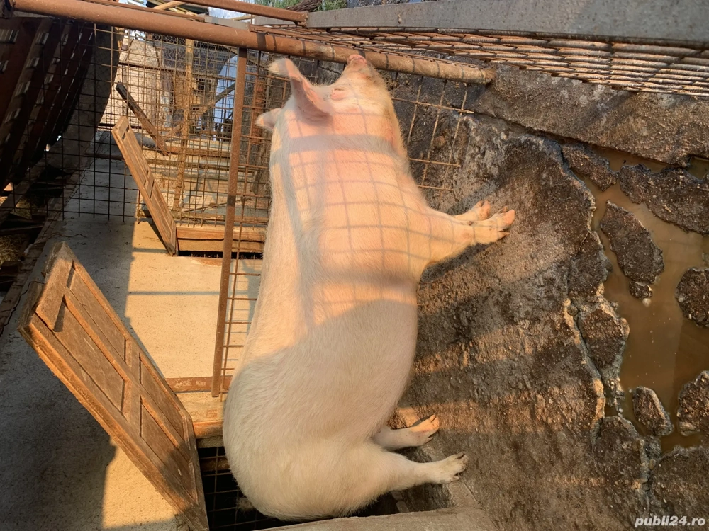 Vand porc, pret 17 lei kg( ușor negociabil). Pentru mai multe detalii sunați  