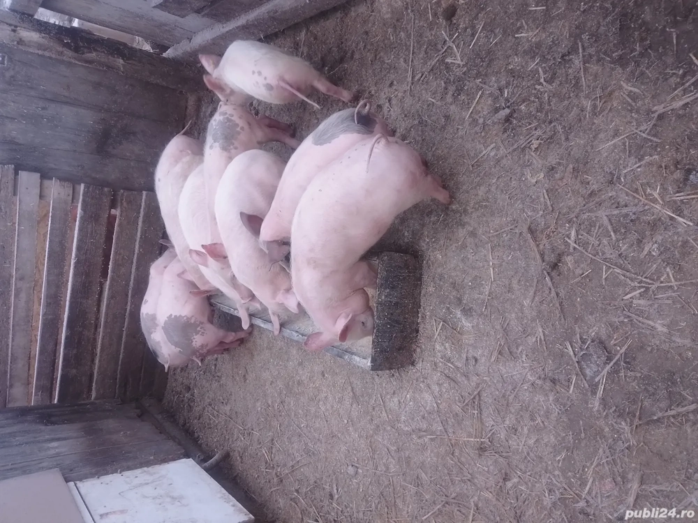 de vanzare grasuni de 3 luni