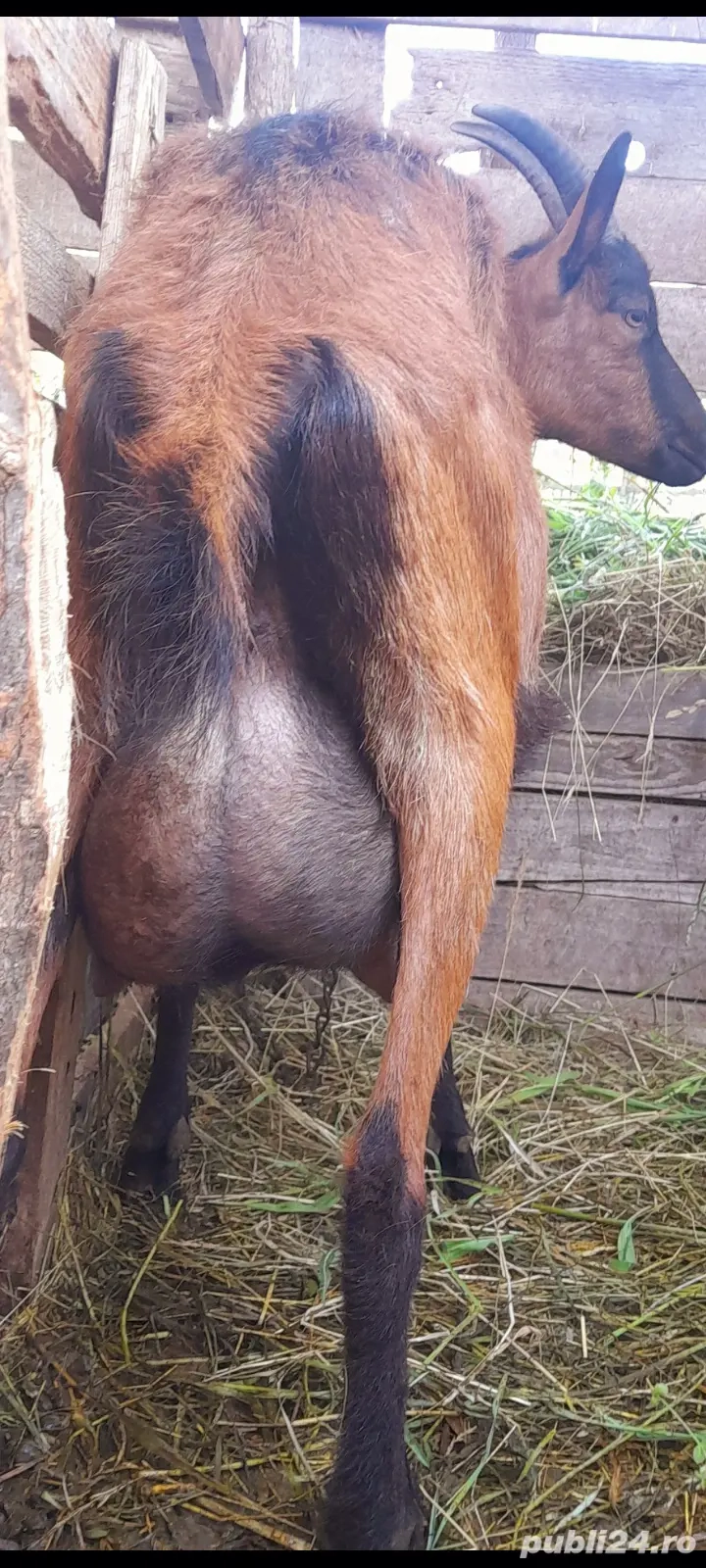 Capra alpina franceza 