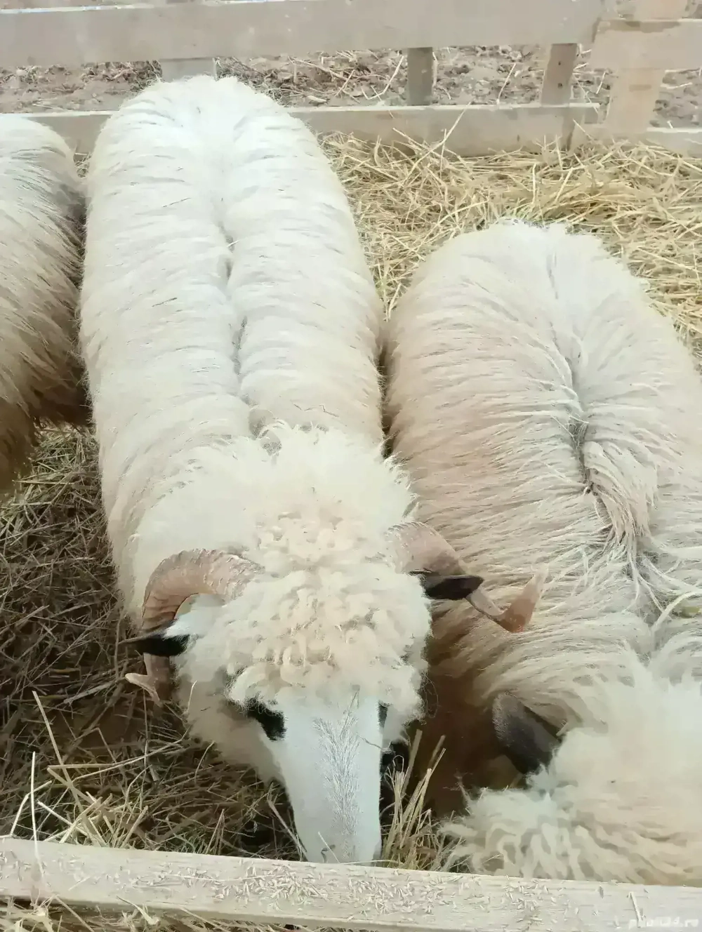 Oii de vânzare 1100 de lei bucata mai multe la Nr   