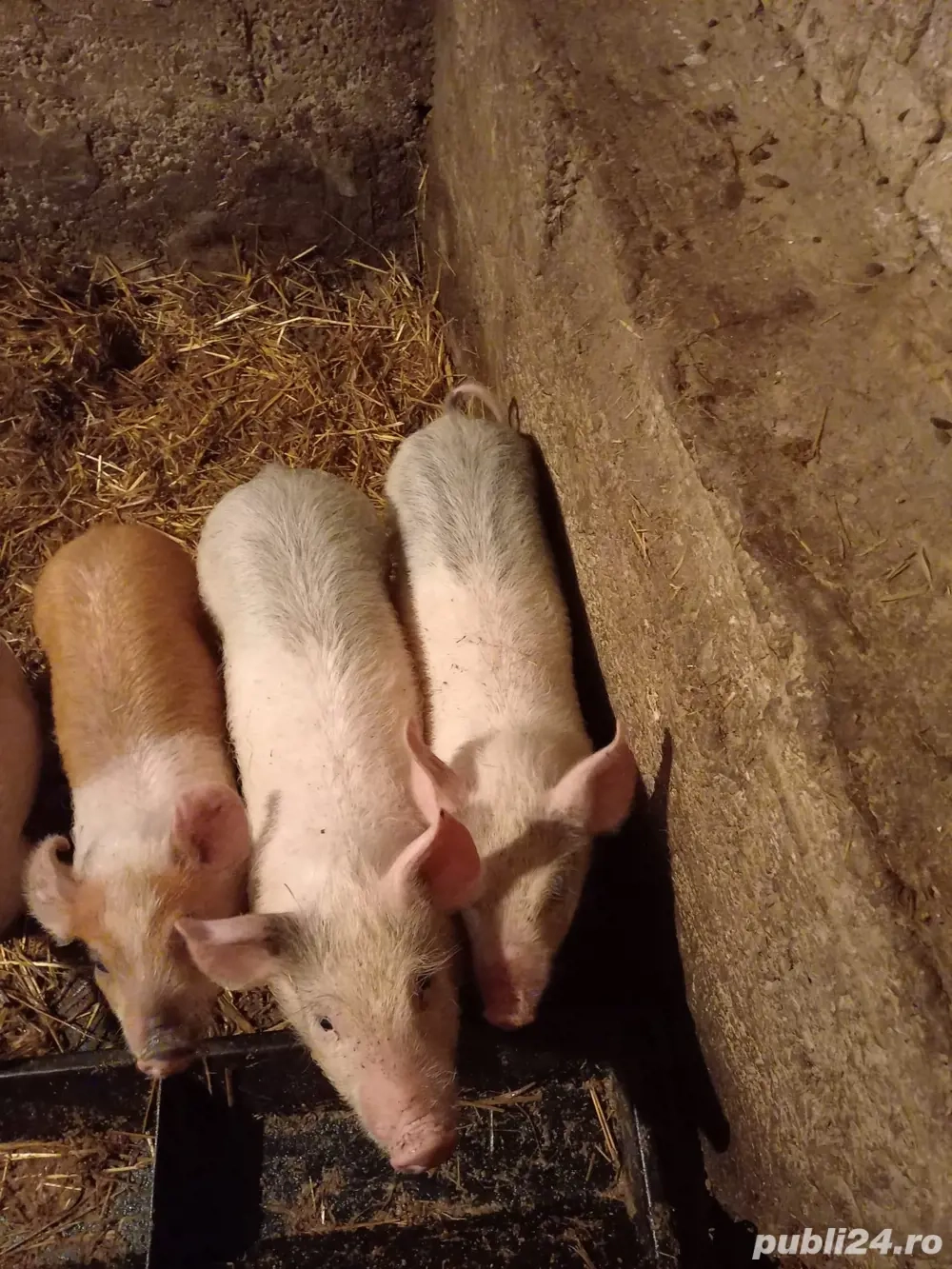 Vând trei purcei (2 masculi + 1 femelă) pic x bazna