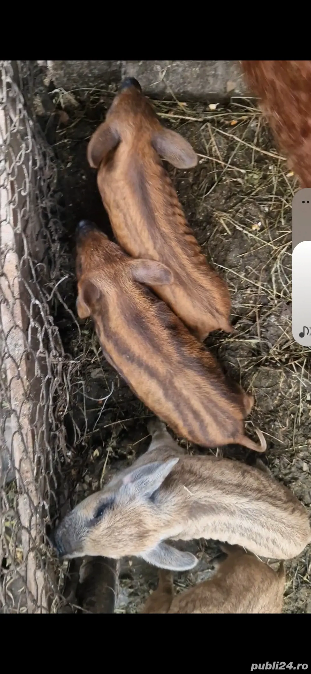 Mangalița de vanzare