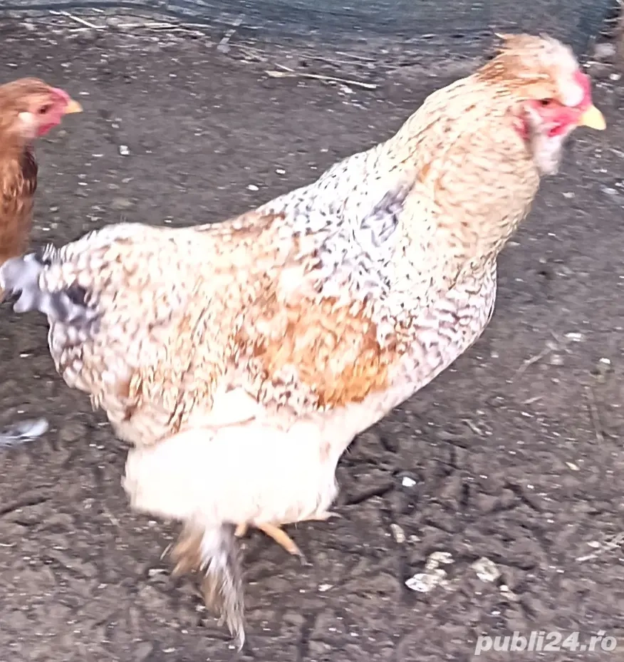 Vând cocoși Australorp și Ameraucana