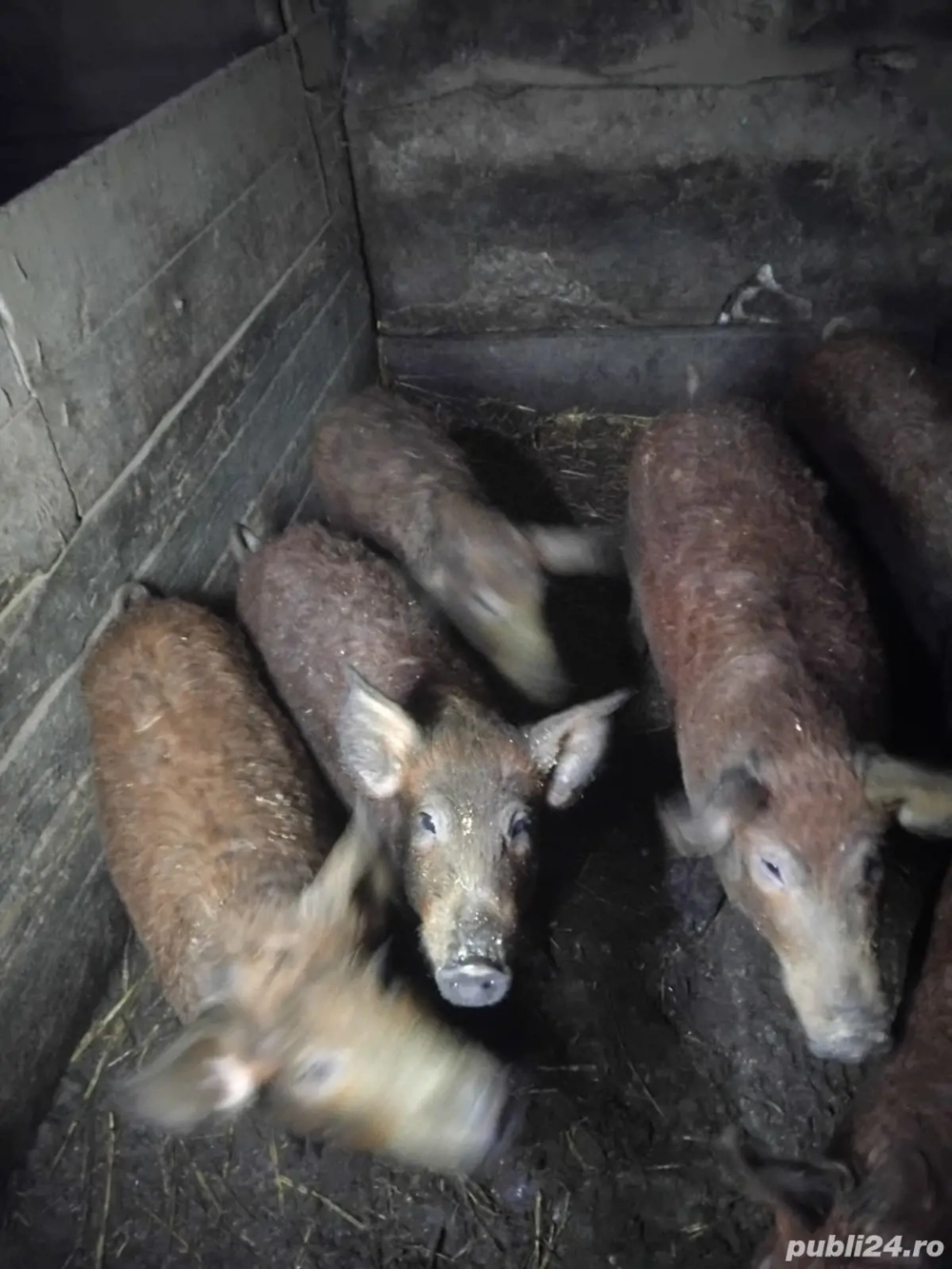 soldani 35 45 kg mangalita cu duroc