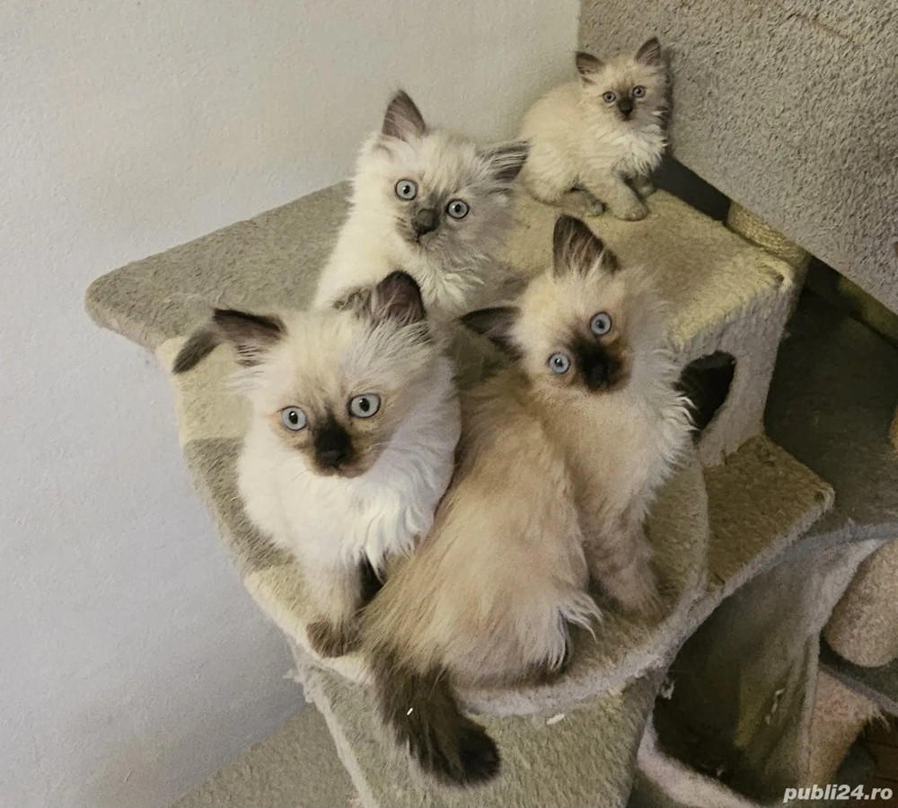 Puiuți de birmaneza