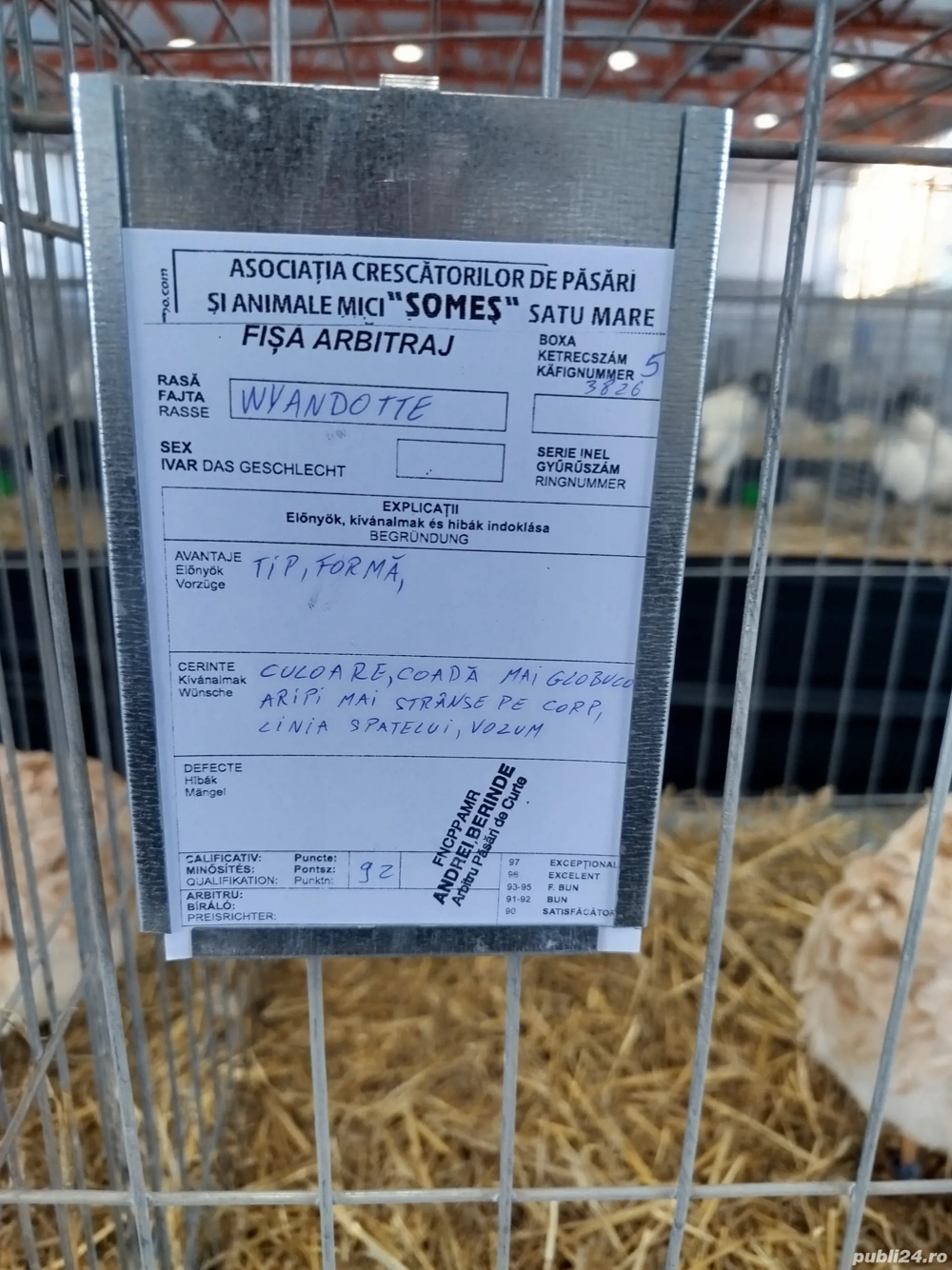 Oua de incubat  din rasa new hamphisire și wyandotte pitic 