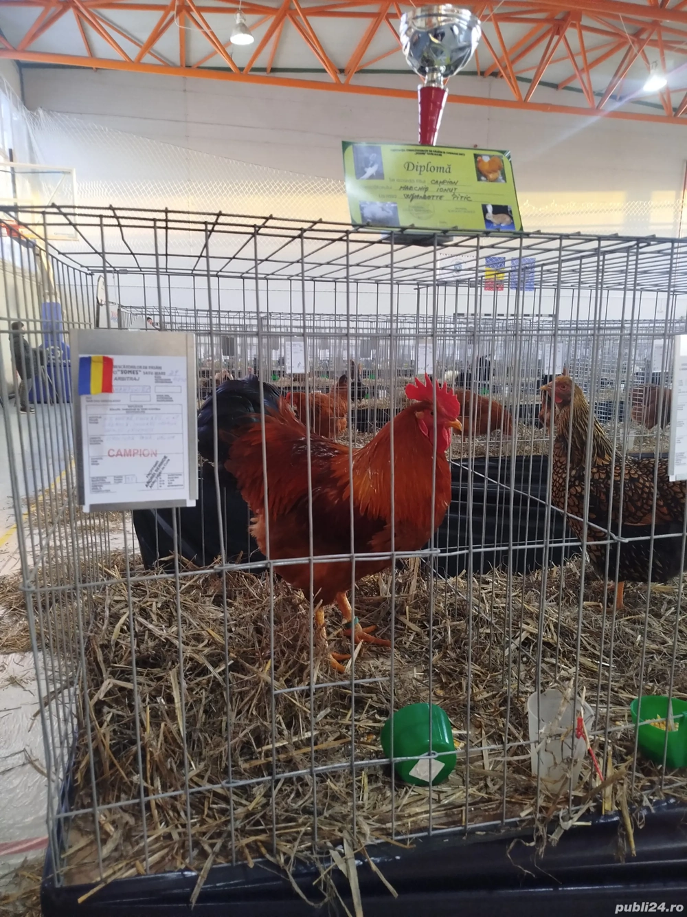 Găini din rasa new hamphisire 