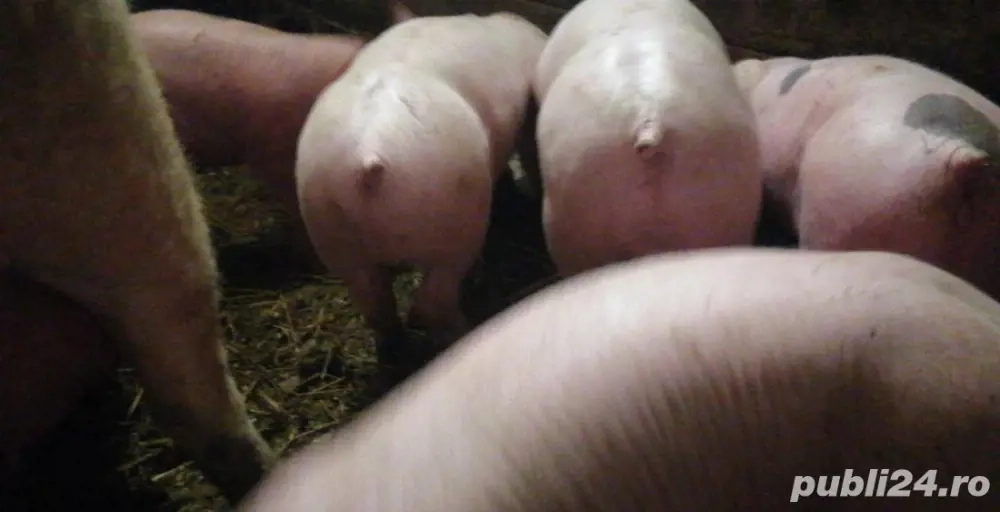 porci de vanzare 
