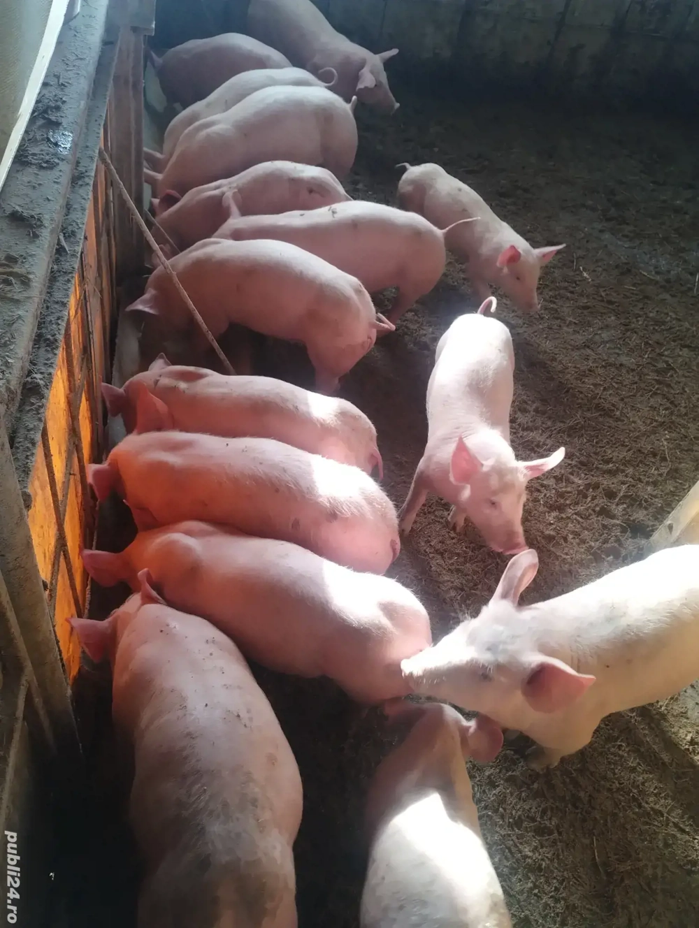 purcei varsta 2 luni preț de la 500-600 lei