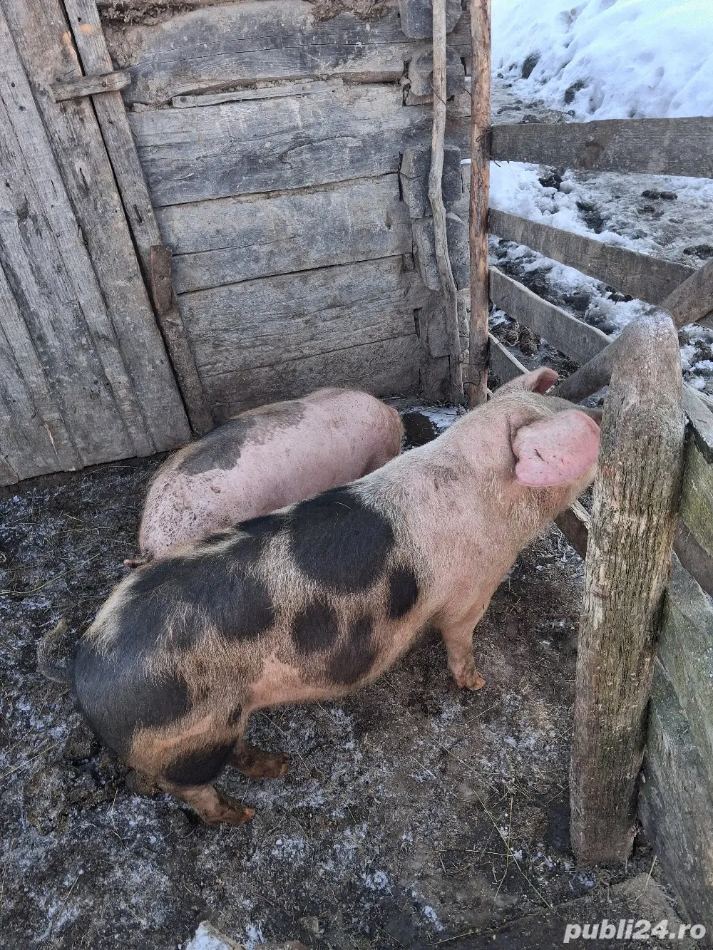 purcei de vanzare (4luni)