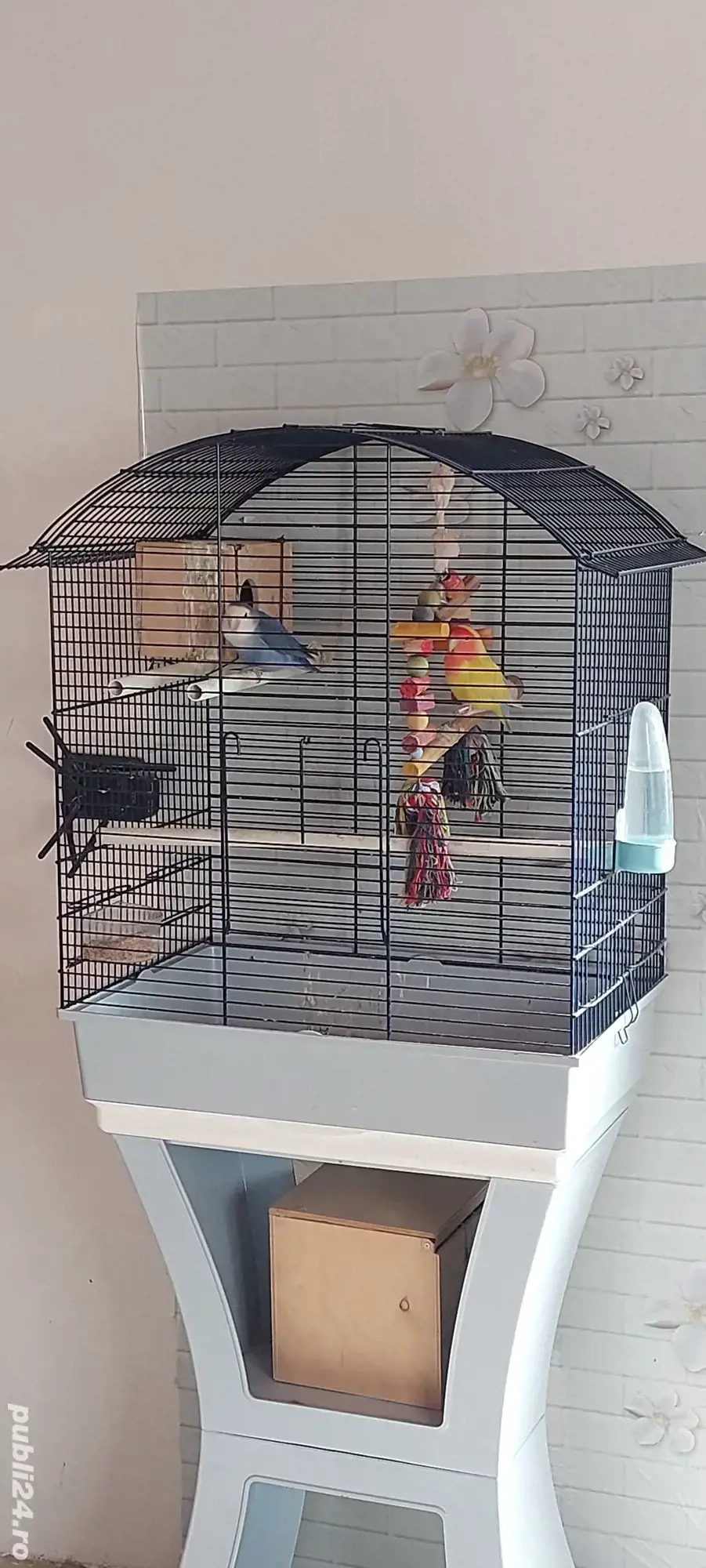 Disponibili papagali 