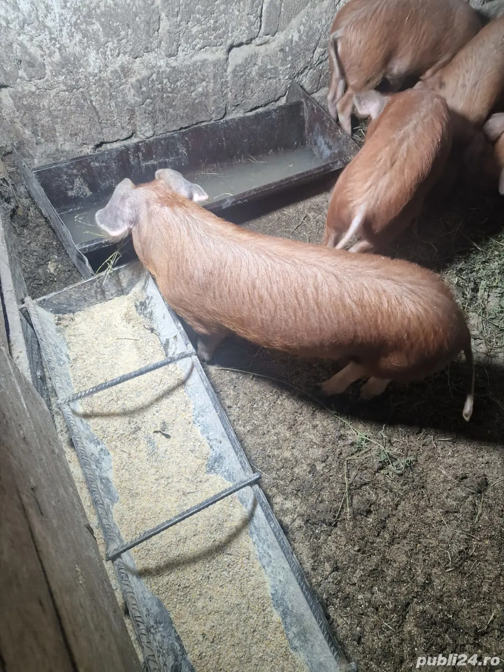 purcei de vânzare mai multe detali in privat sau la nr  