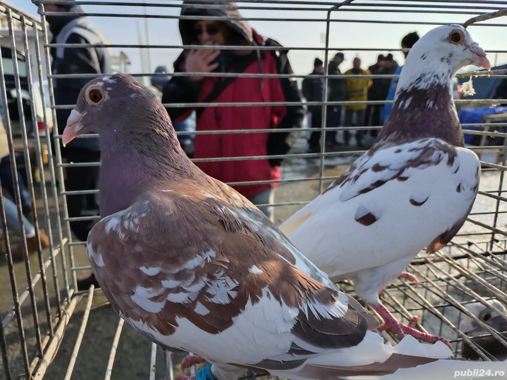 Vand porumbei voiajori maturi