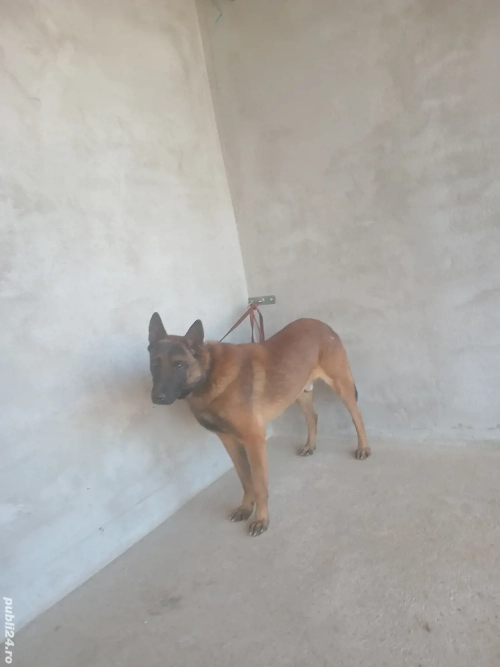 Mascul malinois !