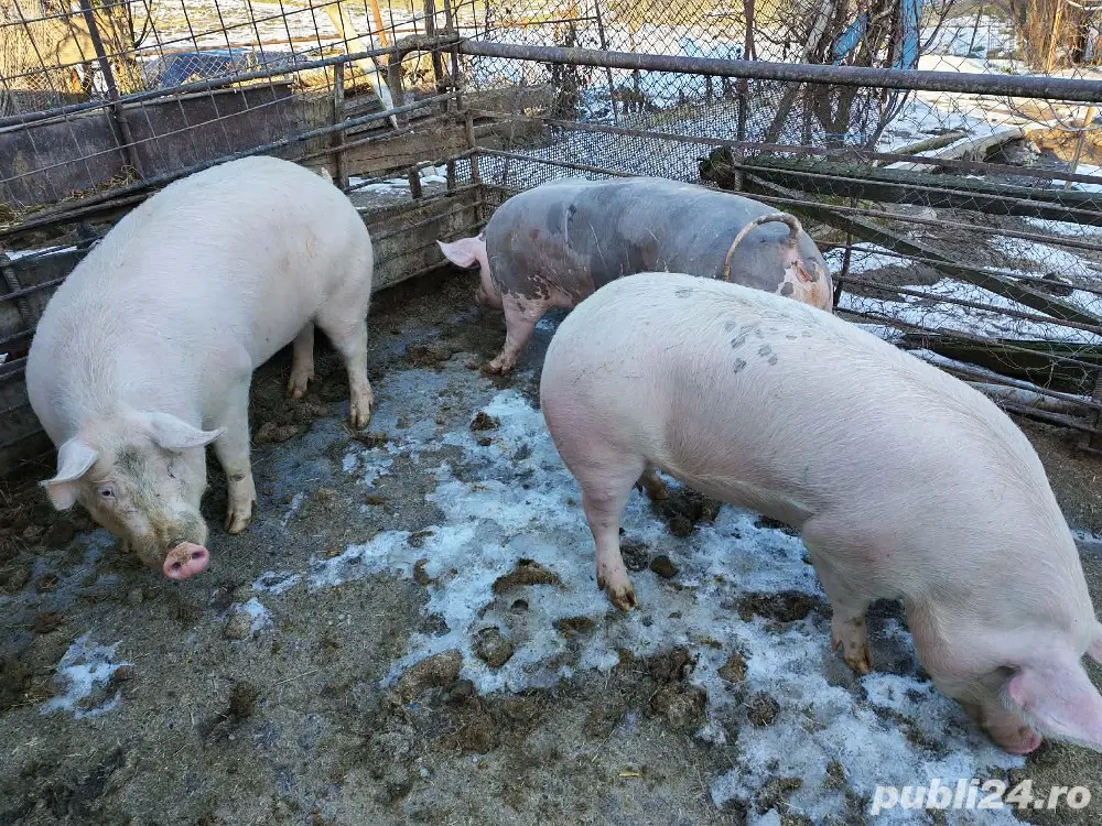 Vând porcii de carne pret 15 lei kg mai multe detalii la telefon 
