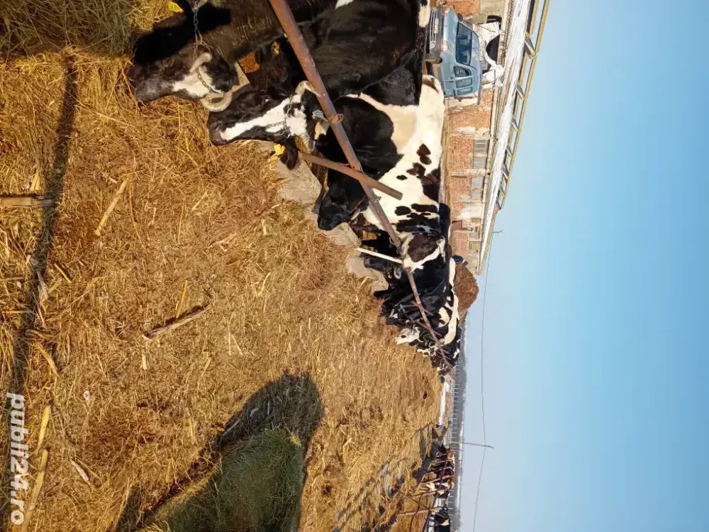 personal pentru intretinere vaci