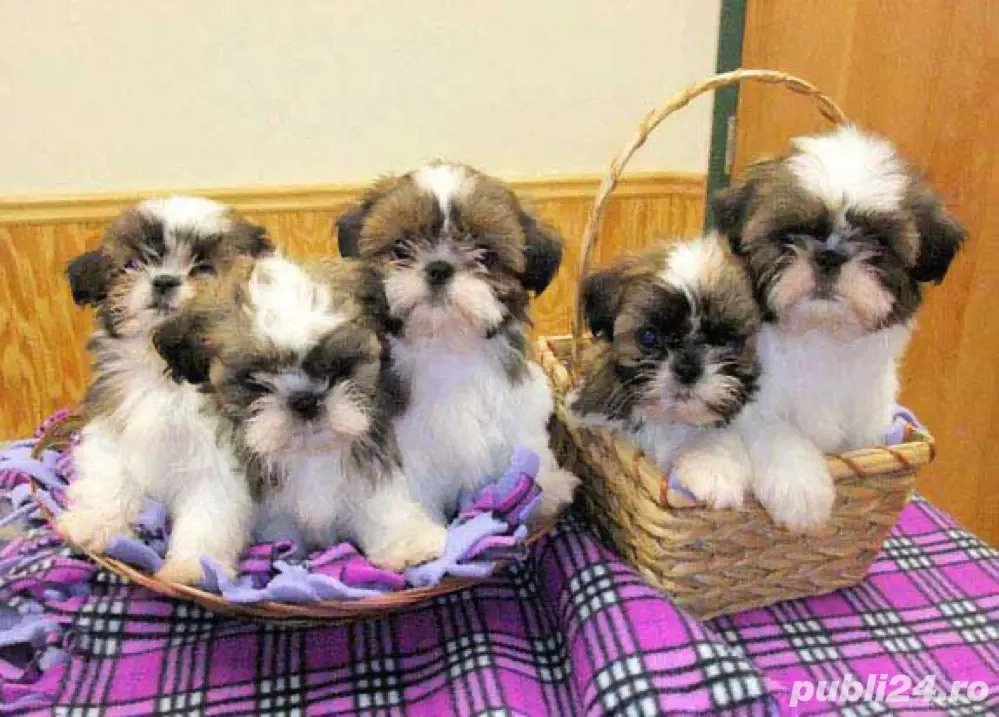 catelus shihtzu 2 lunite