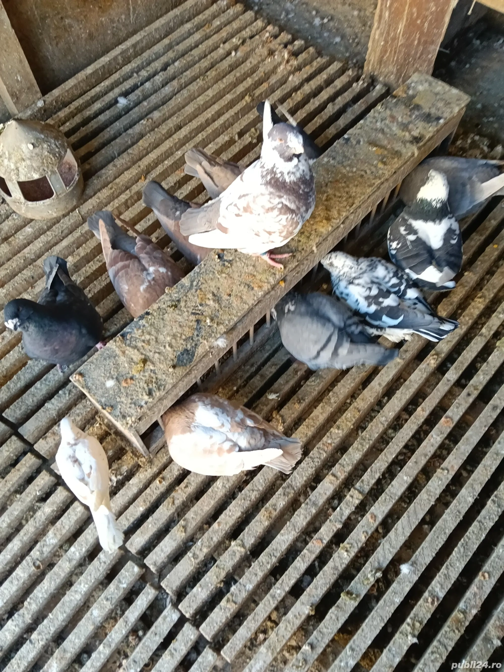 vînd porumbei americani 