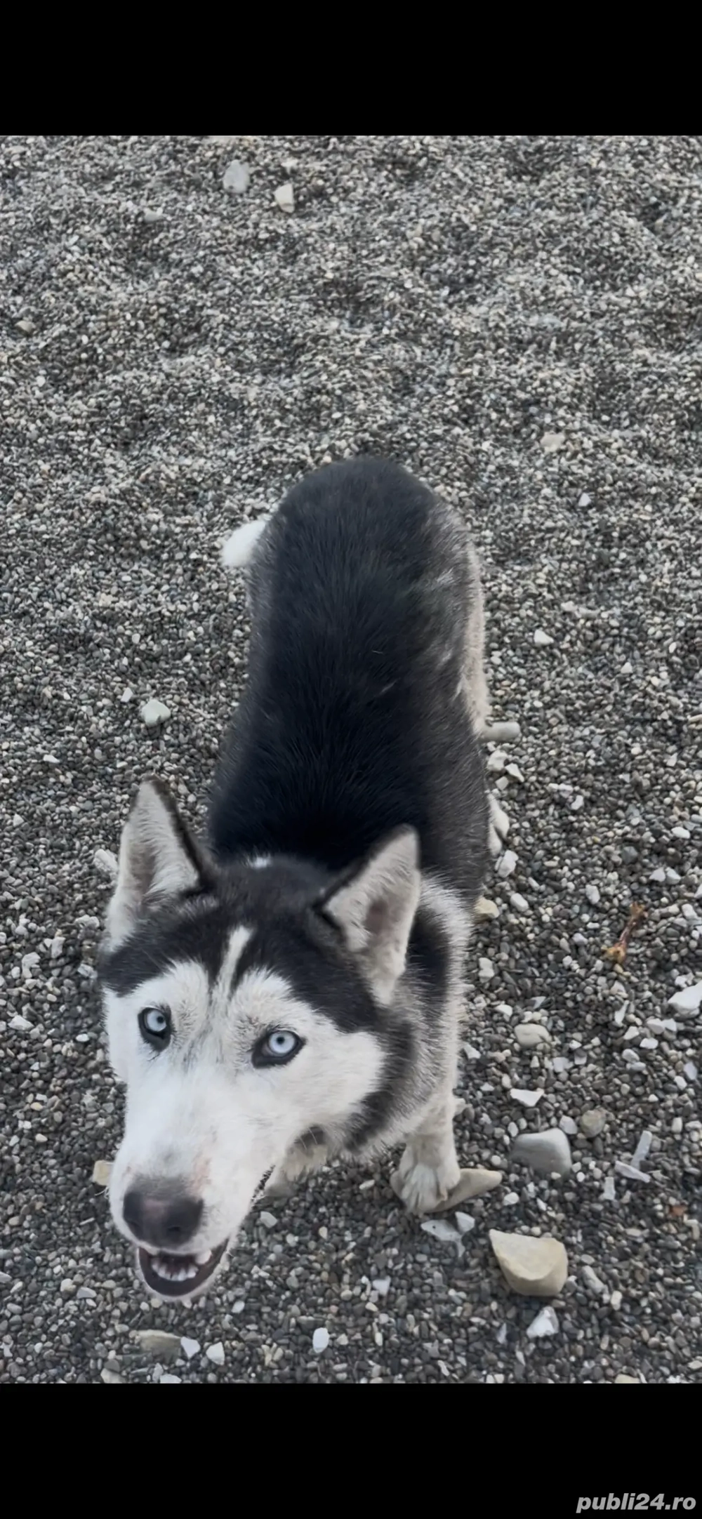 Se donează fetița huskey