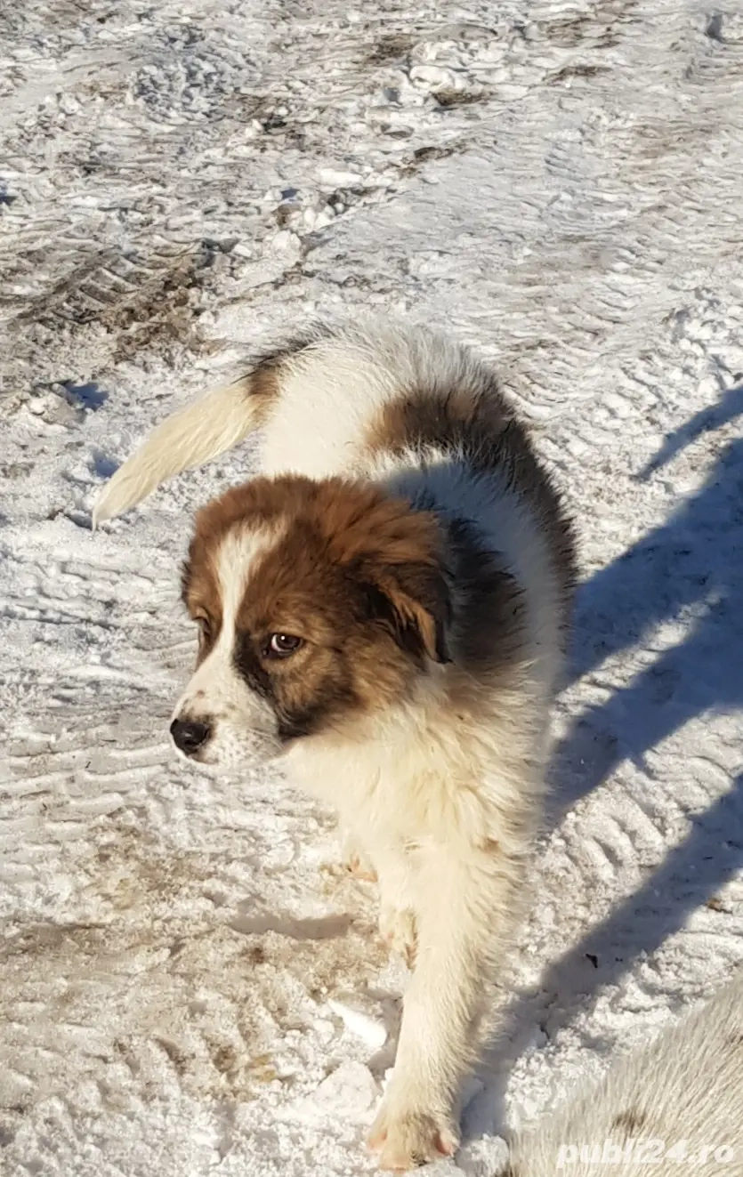 Donez cateluse de rasa metis ciobanesc