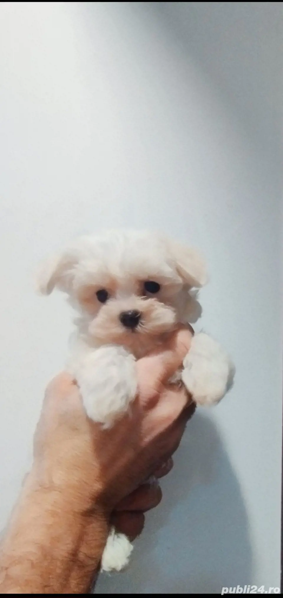 Bichoni Maltez Mini Toy 