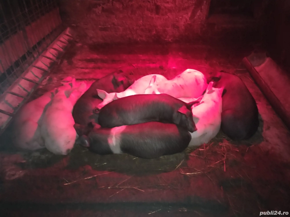 Purcei 16 săptămâni 