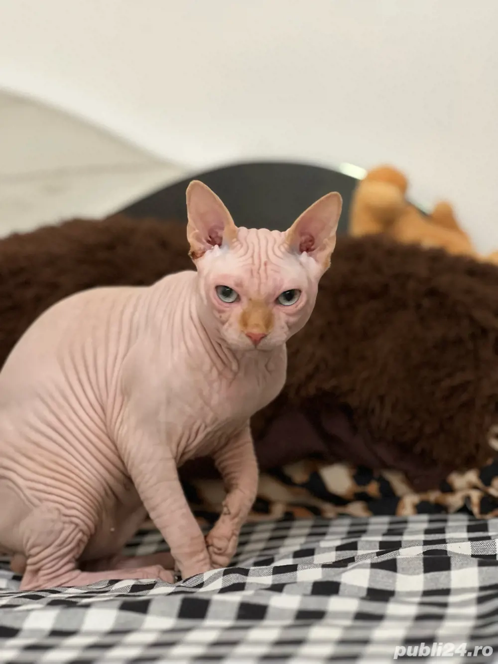 Pisica sfinx 