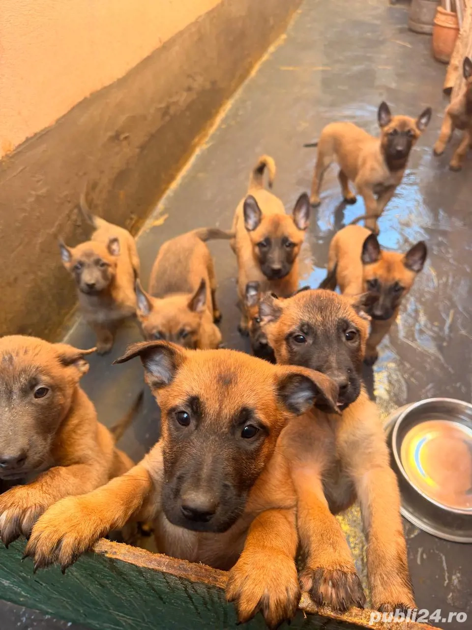 Pui Ciobănesc Belgian Malinois   rasă excepțională 