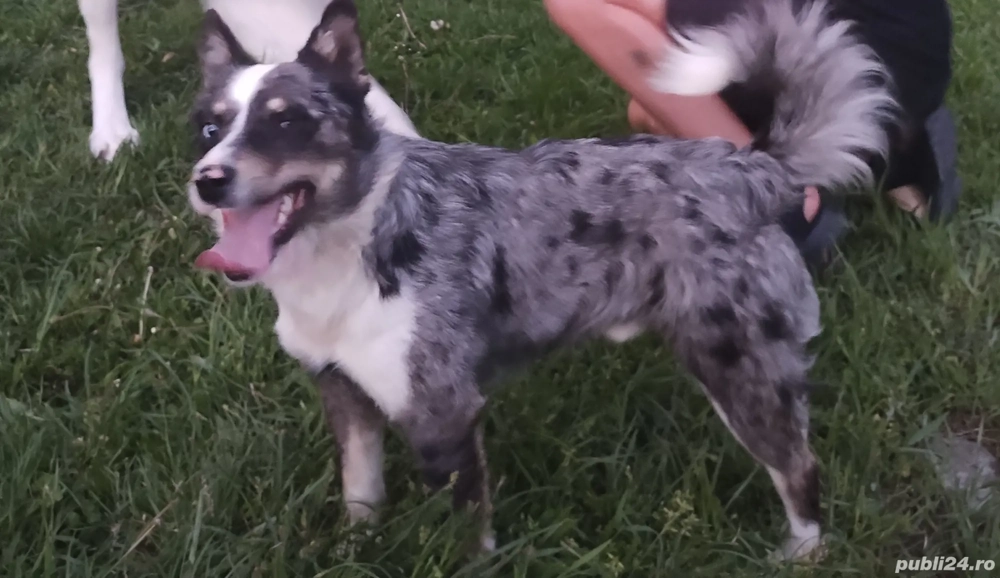 De întors capre și oi