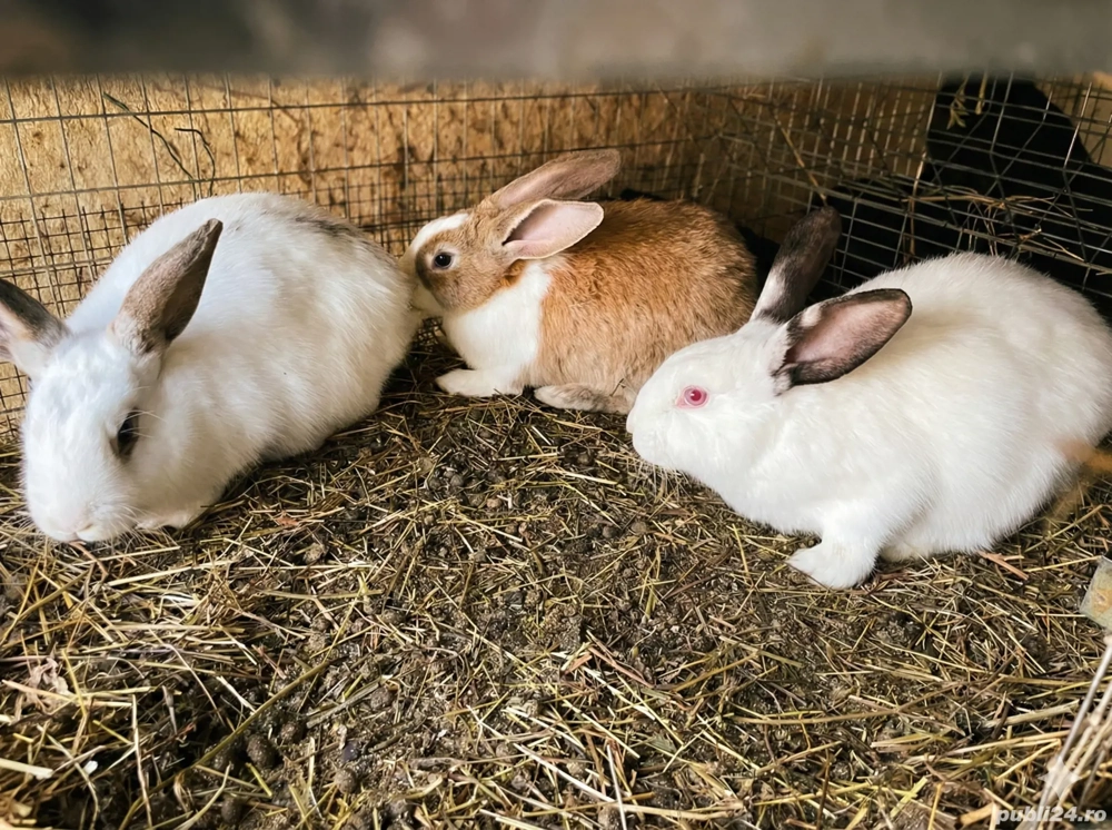 Vând URGENT Iepuri de Casă (Metiși)   Livrare în Timișoara