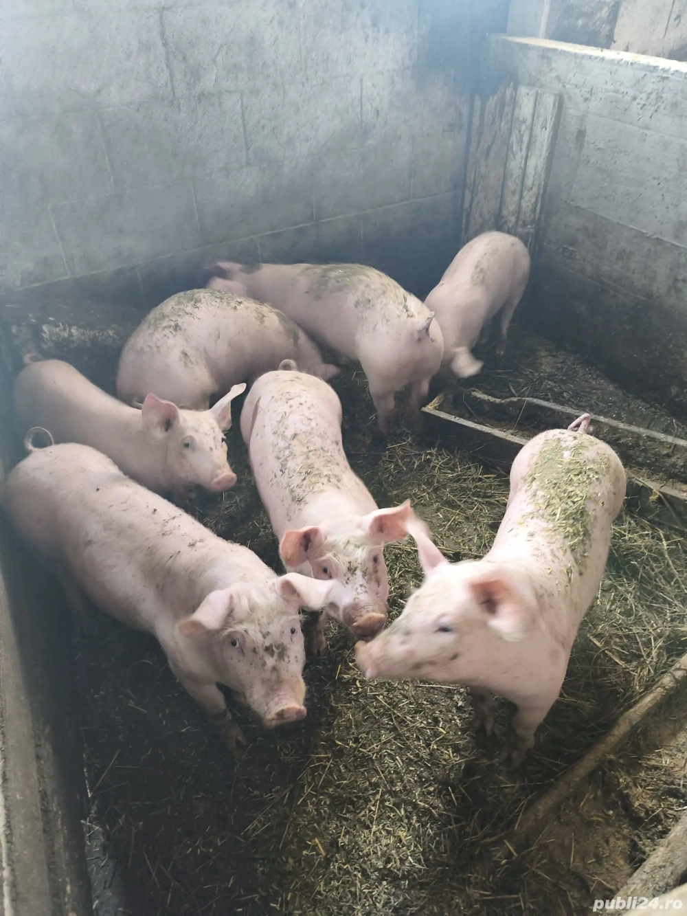 Purcei de vânzare 