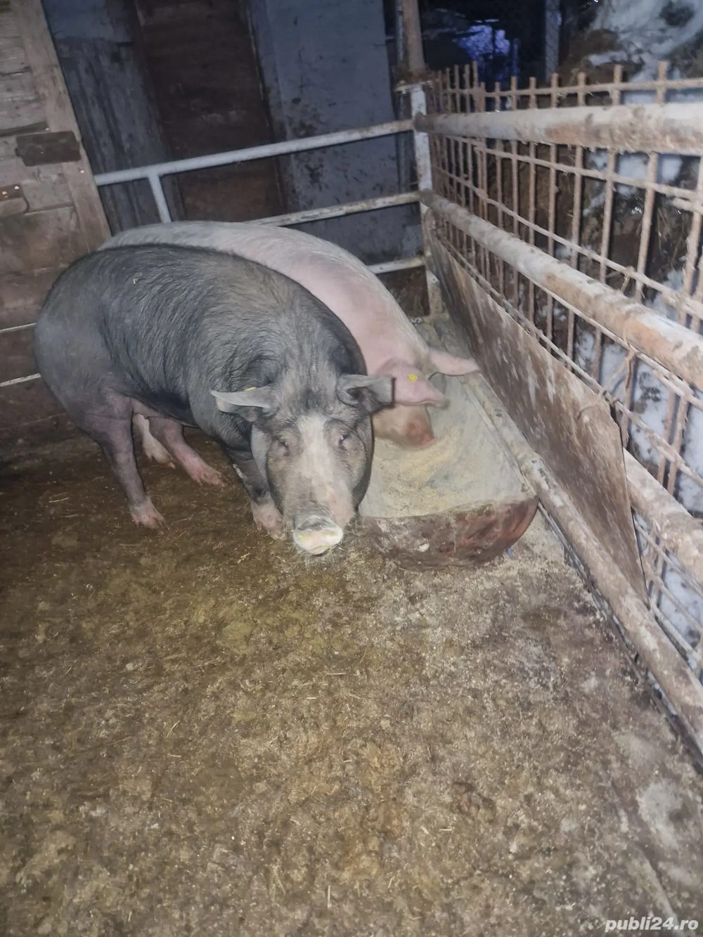 Porci de carne de 130 kg