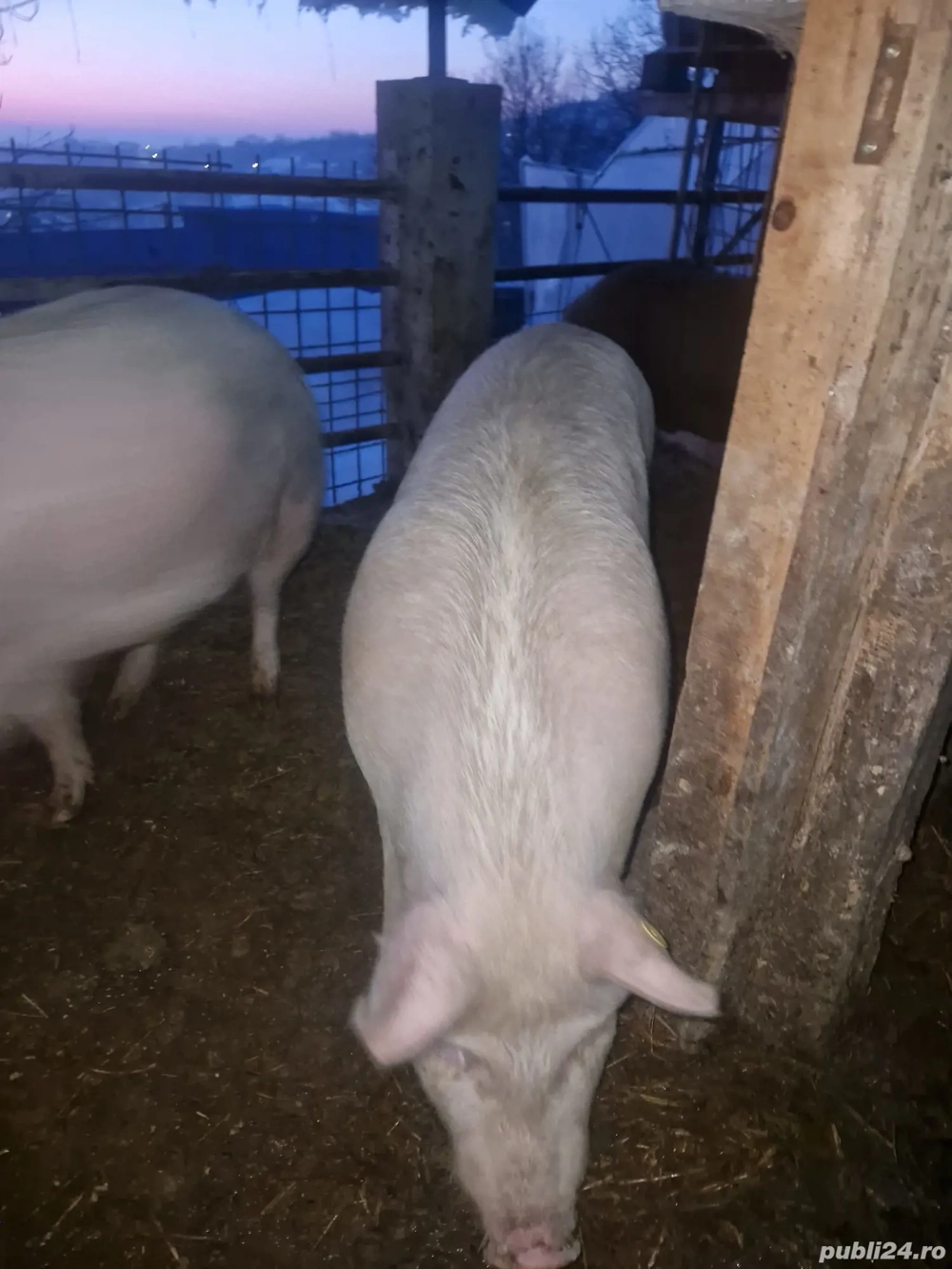 Vând porci crescuți natural 11 lei kg