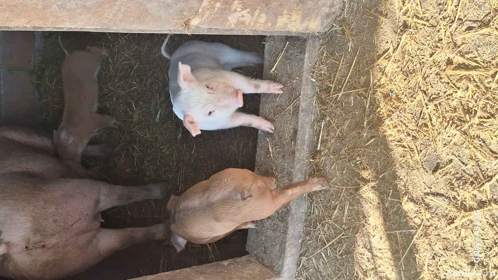 purcei metis de durok