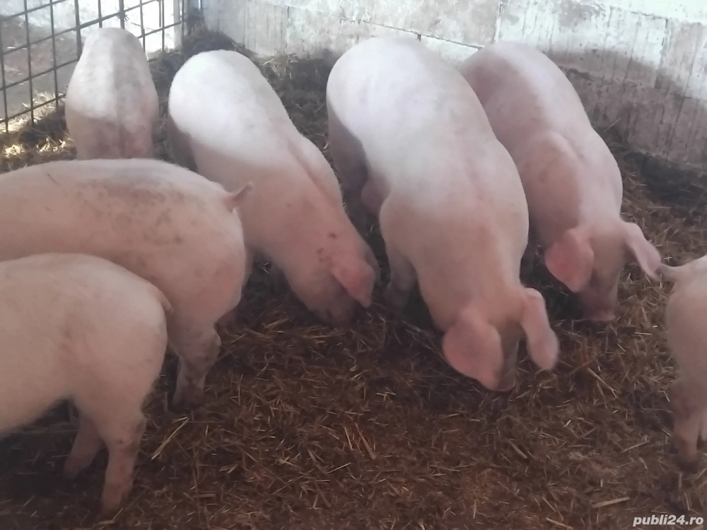 de vanzare soldani de carne pentru protap 