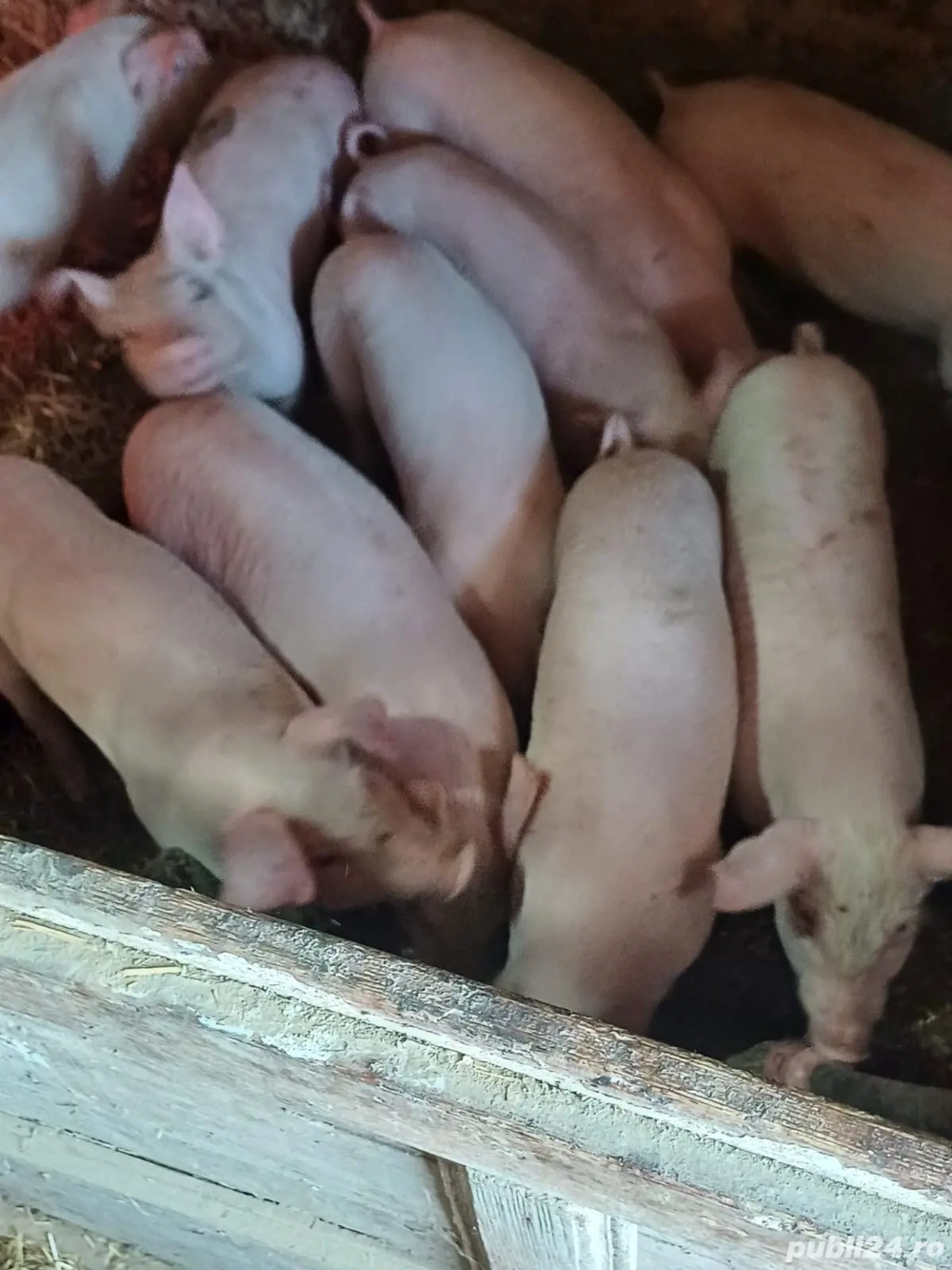 Purcei de vânzare 8 săptămâni 